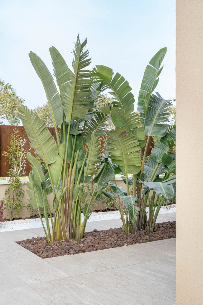 Piante tropicali inserite in aiuola con lapillo e pavimentazione chiara